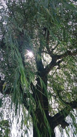 自然の声ワークショップ2